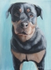 Custom Pet Portrait - Rottweiler  Custom Example